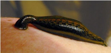 Sülük Çeşitleri Türleri ve Özellikleri Sülük Çeşitleri Türleri ve Özellikleri