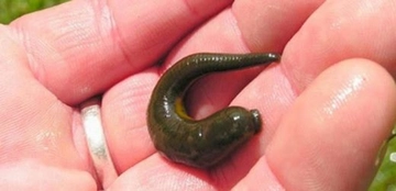 Sülük Ne İşe Yarar? Sülük Ne İşe Yarar?