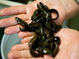 Sülük Yağı Nereden Temin Edilir? Sülük Yağı Nereden Temin Edilir?